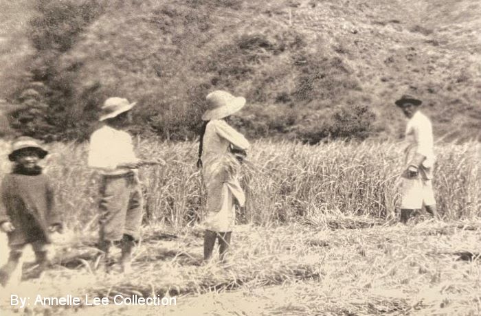 Chinese immigrants were the first ethnic group brought to work on the sugar plantations in Hawaiʻi. (Photo Courtesy: Honokaʻa Heritage Center)